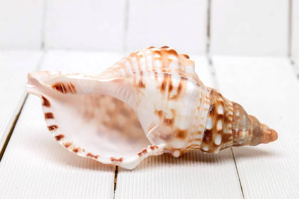 Seashell on wooden background — Stock Photo, Image