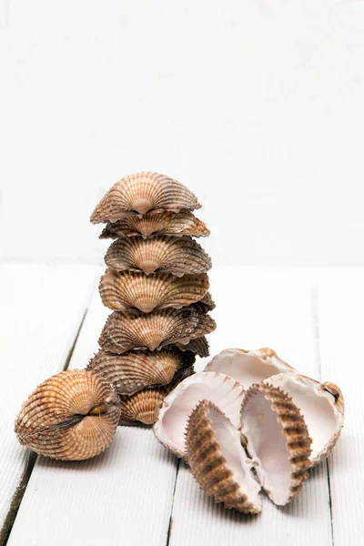 Several clam shells isolated — Stock Photo, Image