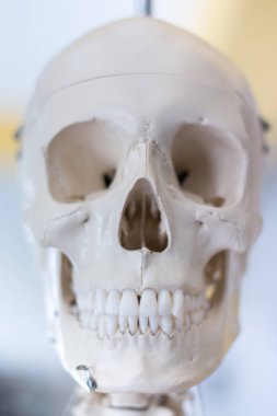 insan kafatası modeli