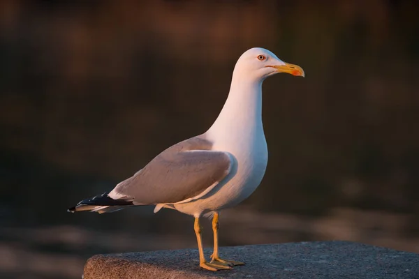 Seagull zangvogels-de kust — Stockfoto