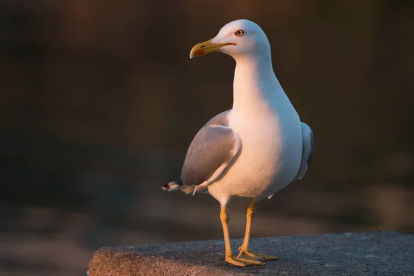 Seagull bird in the seashore — Stock Photo, Image