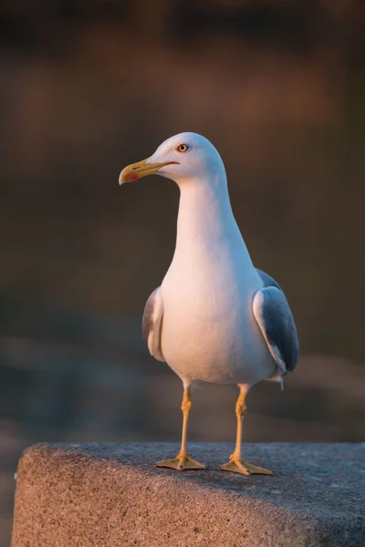 Pássaro-gaivota no litoral — Fotografia de Stock