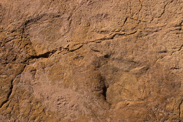 Pegadas de dinossauros em pedra — Fotografia de Stock