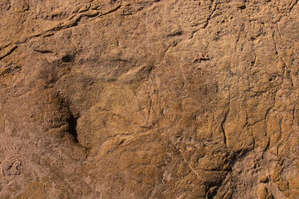 Ślady dinozaurów na kamień — Zdjęcie stockowe