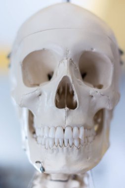 insan kafatası modeli