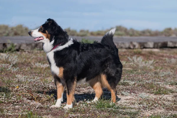 Kumsaldaki köpek. — Stok fotoğraf