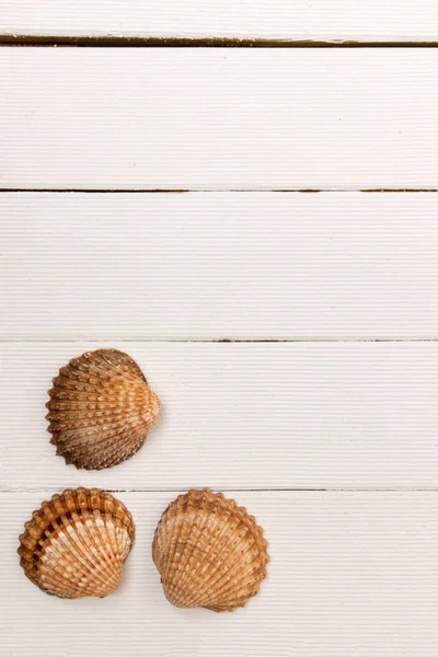 白い木の貝の貝殻 — ストック写真