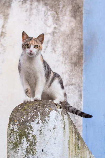 Кіт на вершині будівлі — стокове фото
