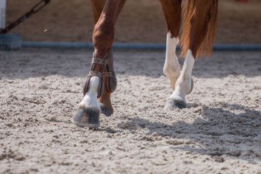 horse legs on dirt clipart