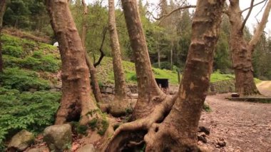 Bir orman park üzerinde uzun boylu ağaçlar