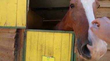 Adamın elini at başı okşayarak