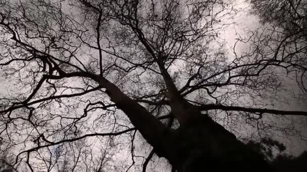 Cielo y árbol en invierno — Vídeo de stock