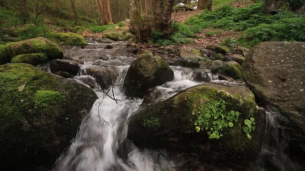 Liten bäck i en skog — Stockvideo