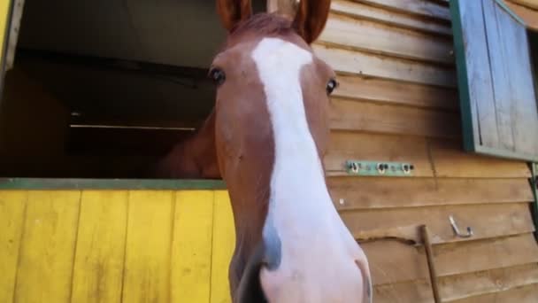 Cavalo a espreitar de um estábulo — Vídeo de Stock