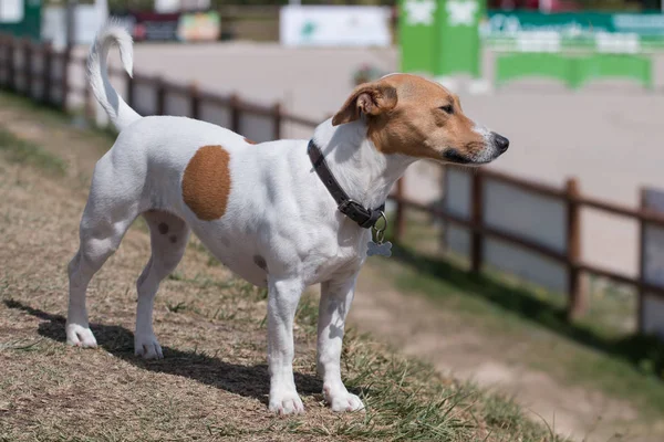 Jack Russell Terrier Köpeği — Stok fotoğraf