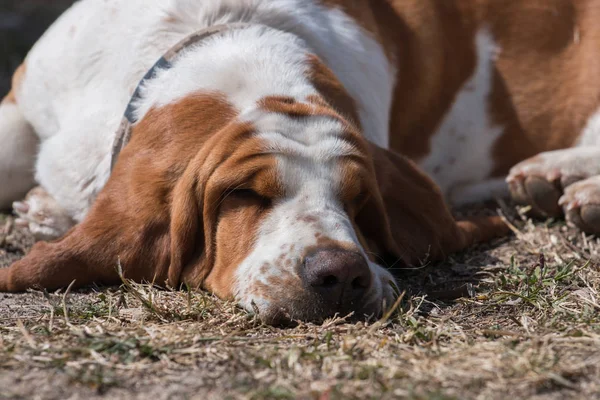 Cão basset branco e marrom — Fotografia de Stock