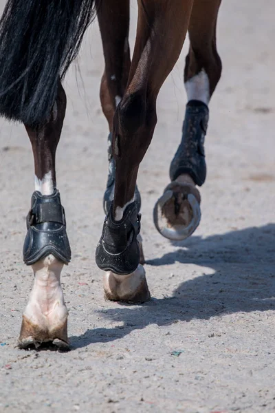 Patas de caballo sobre tierra —  Fotos de Stock