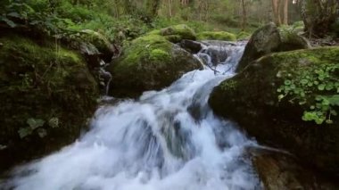 Ormanda küçük dere