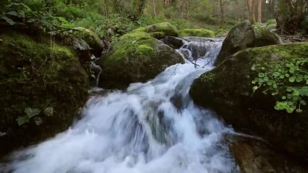 Petit ruisseau sur une forêt 
