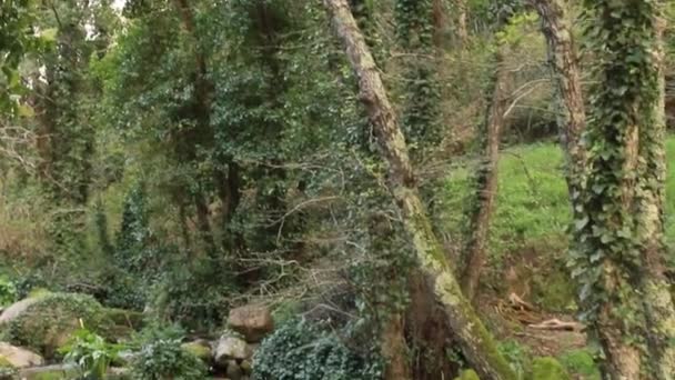 Petit ruisseau sur une forêt 