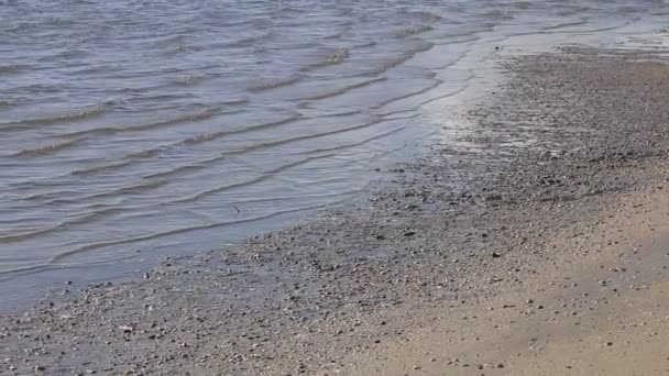 Orilla de una hermosa playa — Vídeo de stock