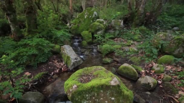 Pequeno riacho em uma floresta — Vídeo de Stock