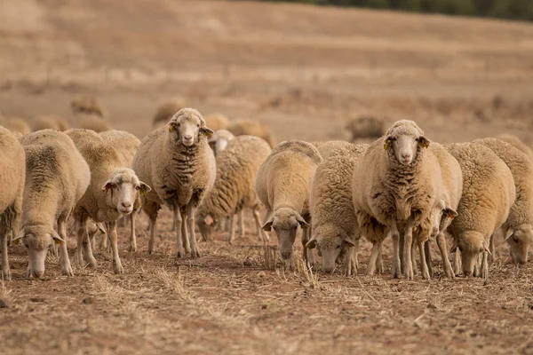 Besättning av får på naturen — Stockfoto