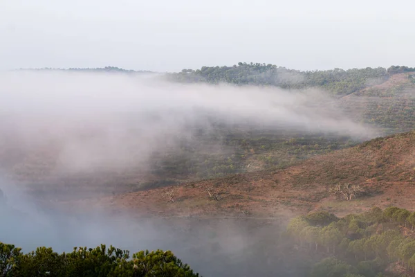 Nevoeiro da manhã no campo — Fotografia de Stock