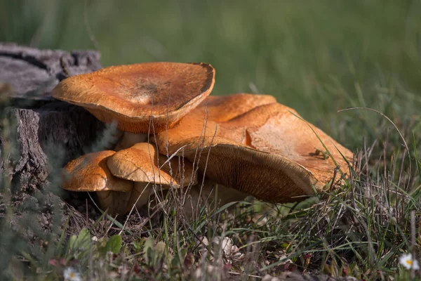 Grupo de cogumelos marrons — Fotografia de Stock