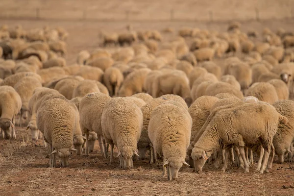 Besättning av får på naturen — Stockfoto