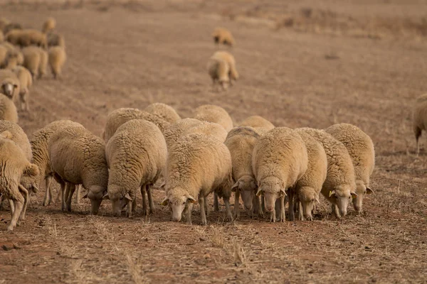 Troupeau de moutons sur la nature — Photo