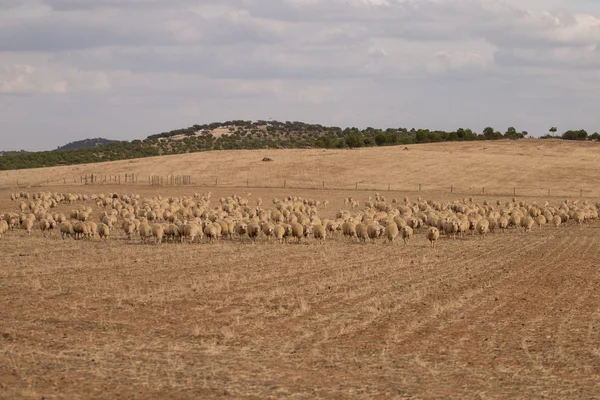 Manada de ovejas en la naturaleza —  Fotos de Stock