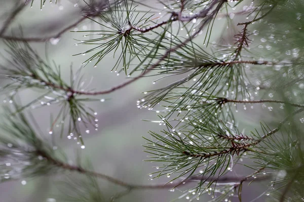 后雨水滴 — 图库照片