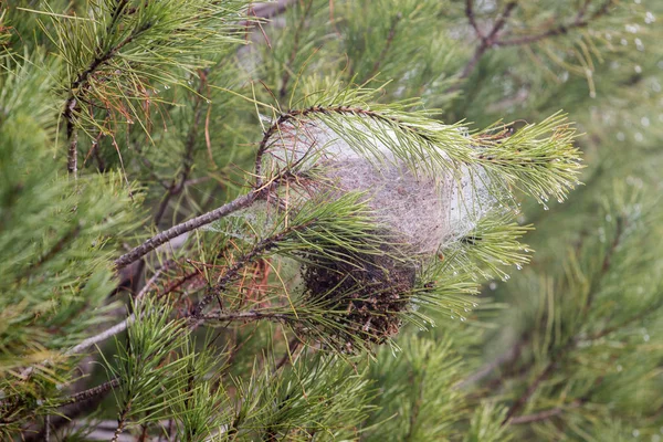 松 processionary 蛾の巣 — ストック写真