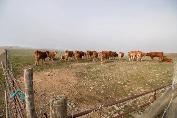 Um bando de vacas marrons — Fotografia de Stock