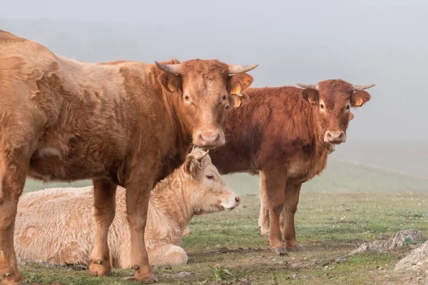堆的棕色的母牛 — 图库照片