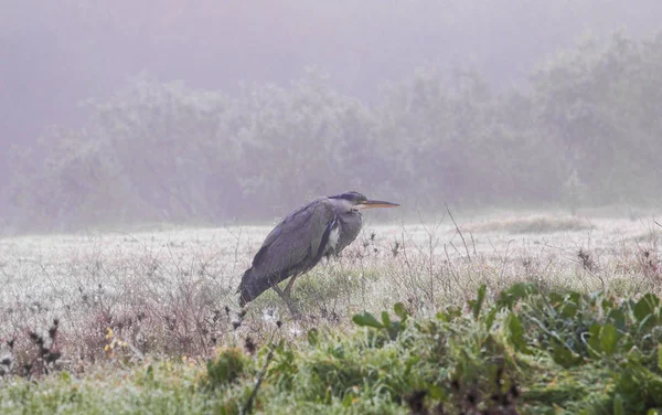 Oiseau héron gris — Photo