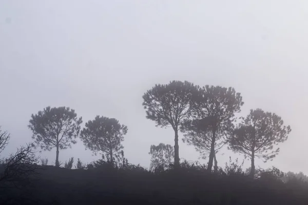 Morgennebel auf dem Land — Stockfoto