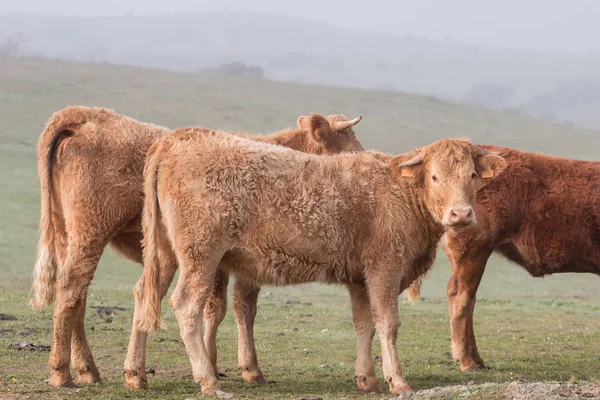 Um bando de vacas marrons — Fotografia de Stock