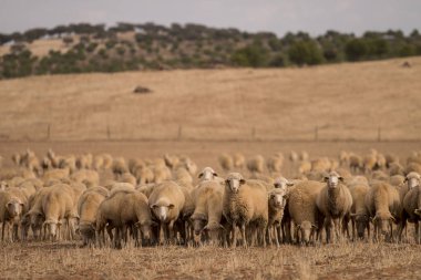 Koyun sürüsü niteliğine