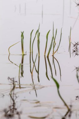 yağmur havuzları bitki örtüsü ile