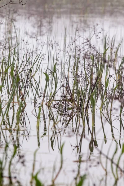 Rain ponds with vegetation — Stock Photo, Image