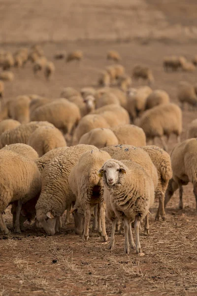Kudde schapen op aard — Stockfoto