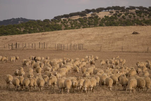 Стадо овец на природе — стоковое фото