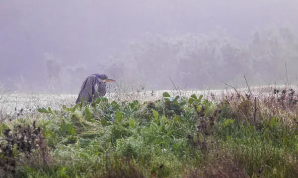 灰色的鹭鸟的视图 — 图库照片