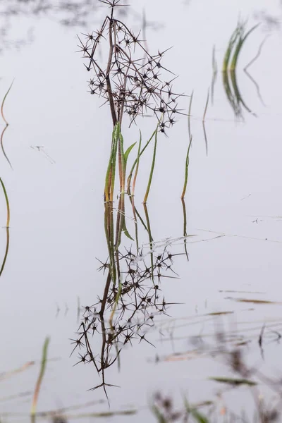 Rain ponds with vegetation — Stock Photo, Image