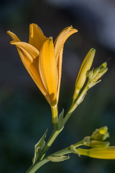 Fleur de Lilium jaune — Photo
