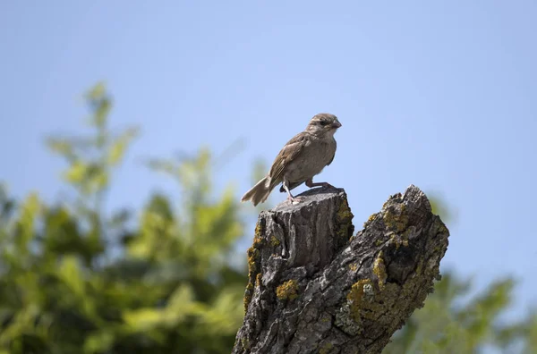 Gråsparven fågel — Stockfoto