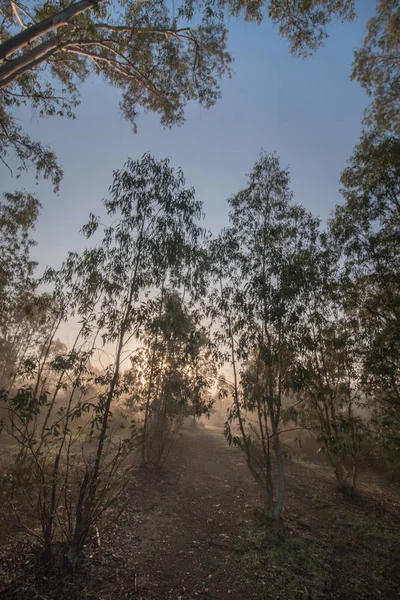 Forest of eucalyptus trees in the fog — Stock Photo, Image