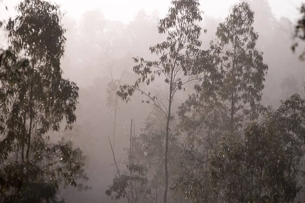 Lasu drzew eukaliptusowych we mgle — Zdjęcie stockowe